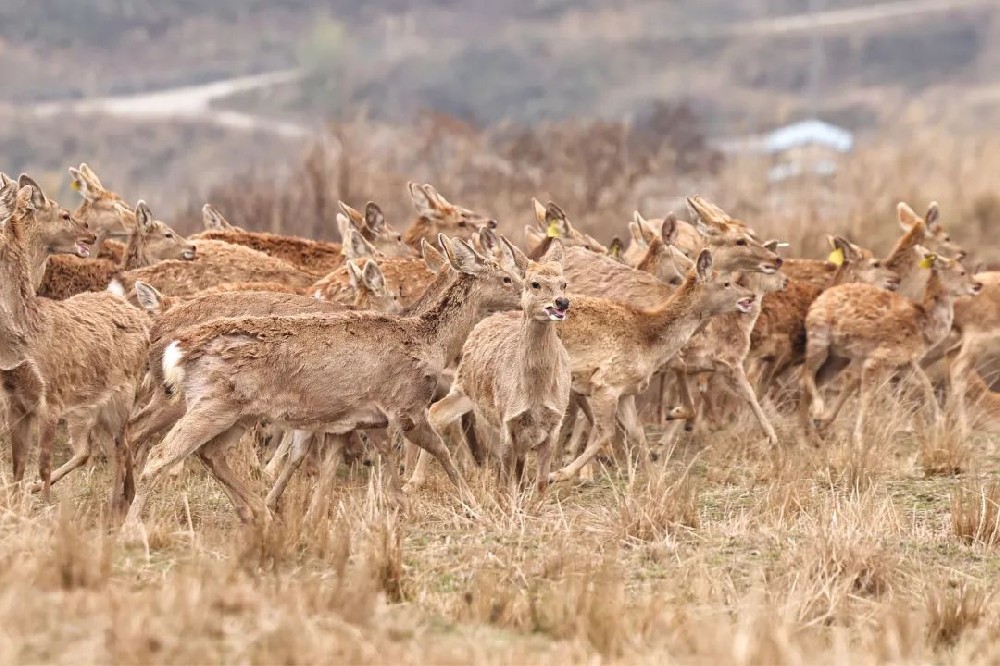 为什么我们要来新疆看鹿